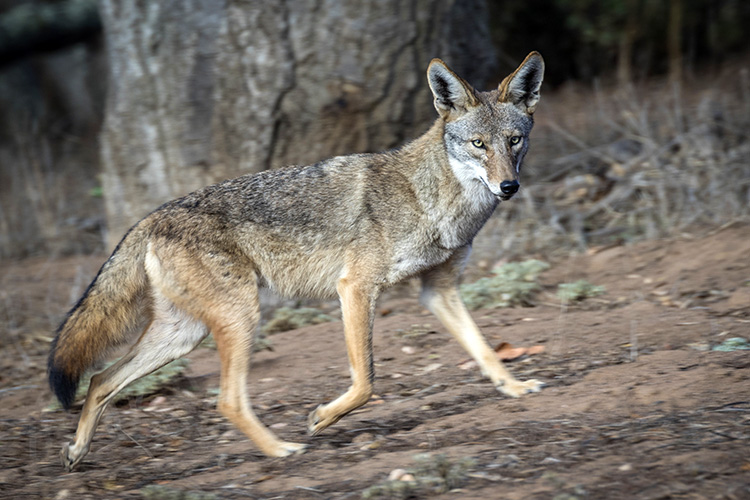 Coyote Trotting Across Backyard Ears Raised?R=Td Ms Pp8 Iu Te=