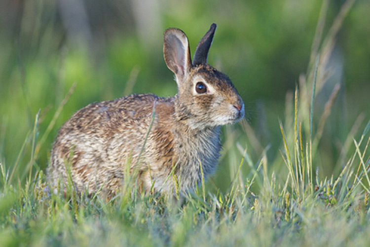 Eastern Cottontail Rabbit In Tall Grass