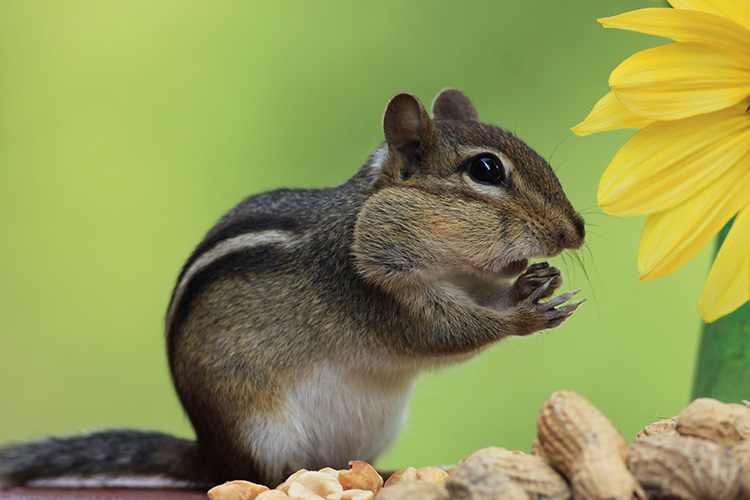 Chipmunk Eating Peanut Shells In Garden B