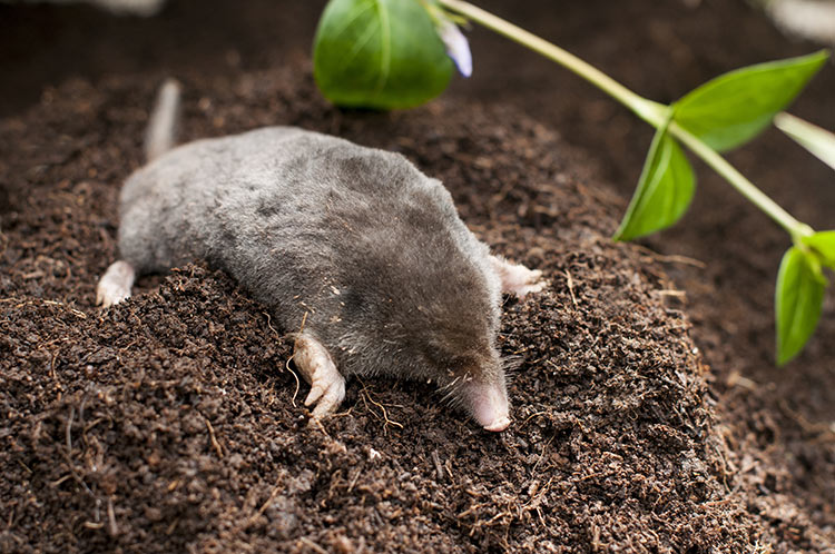 Mole On Dirt Pile In Garden
