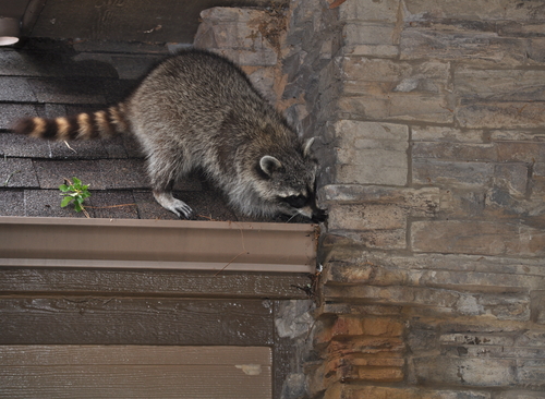Raccoonremovalandcleanup