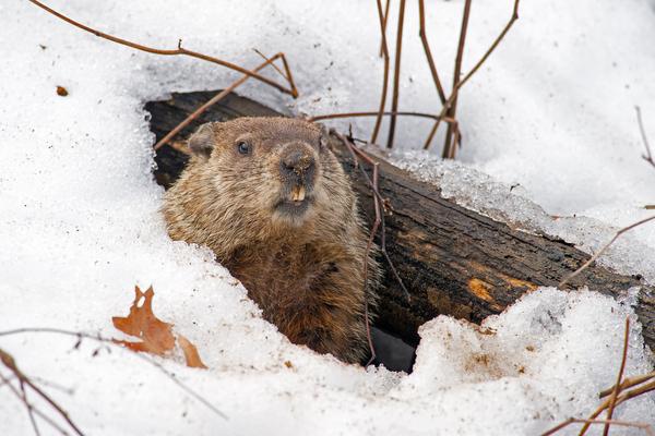 During hibernation, the hibernating animal’s metabolism, heart rate, and breath rate slow way down