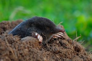 moles