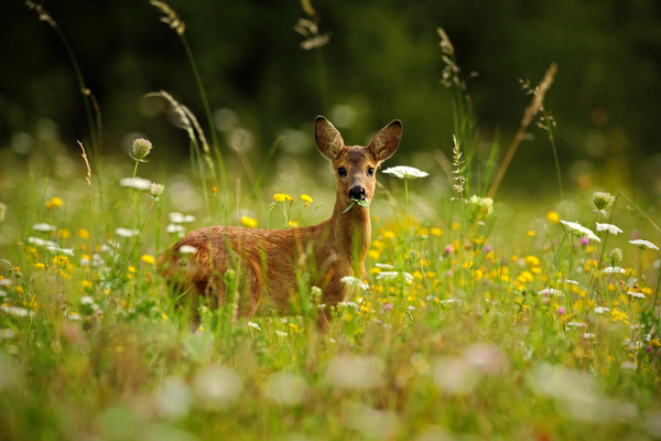 Deer are highly cautious, shy, and careful animals