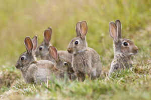 Why are there so many rabbits around?