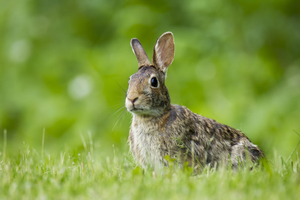 Why are rabbits in your yard?