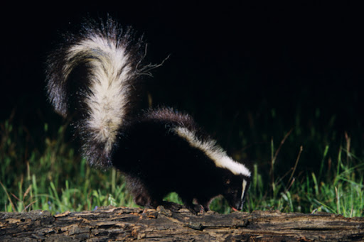 Skunkprevention1