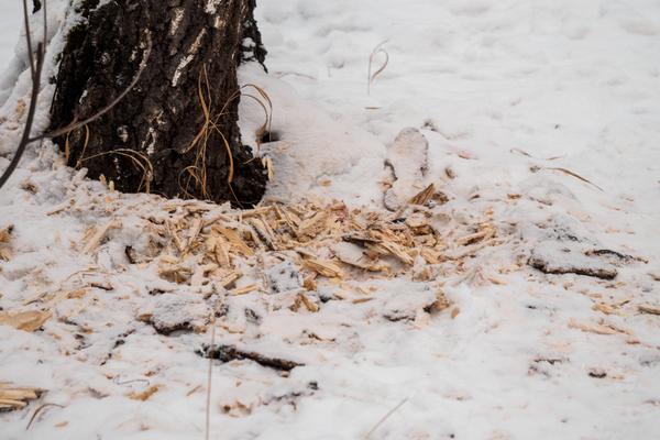 winter wildlife food