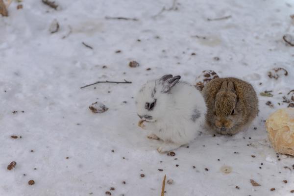 rabbit droppings