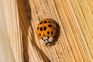 lady beetles are a common house pest in late fall and early winter
