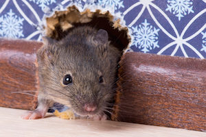 Rodents are notorious for infiltrating homes in the winter