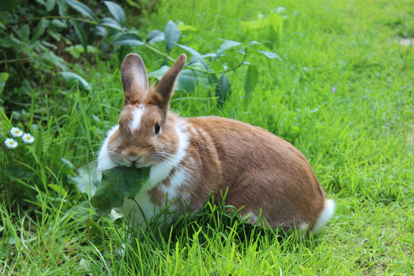 How will rabbits affect you this spring?