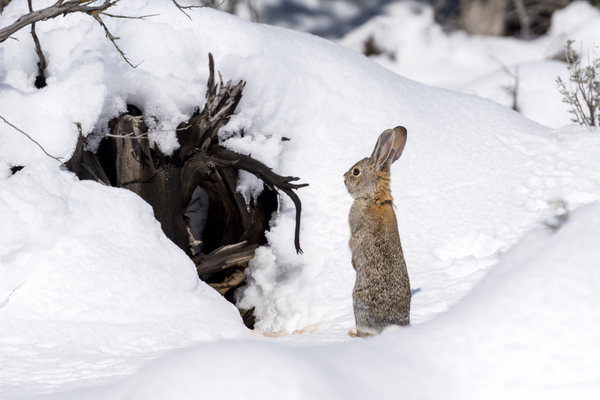 how do rabbits survive in winter?