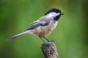 black-capped chickadee (poecile atricapillus)