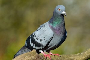 feral pigeon (columba livia domestica)