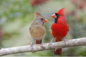Northern cardinal (cardinalis cardinalis)