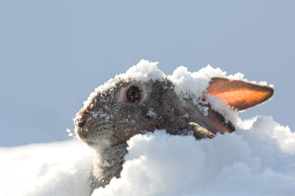 Rabbits never hibernate during winter 