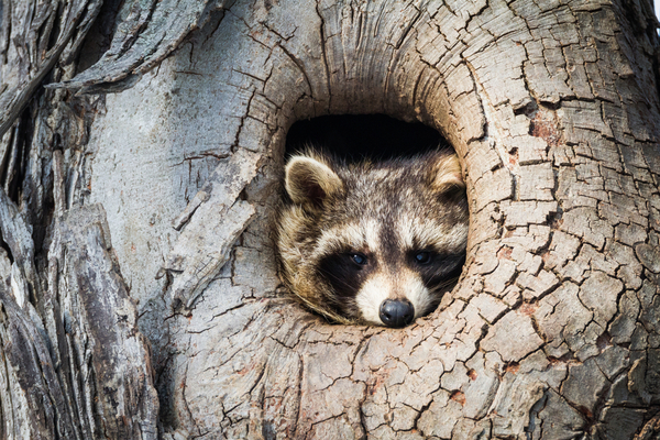 Raccoons enter a hibernation-like state in winter