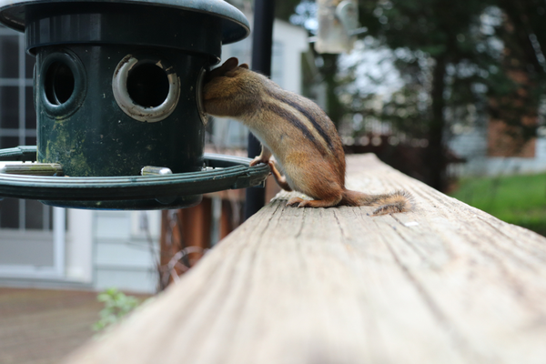 Chipmunk Attraction