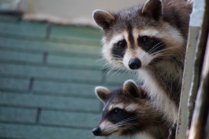 raccoons carry ticks