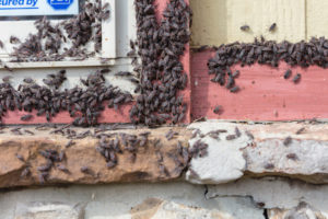 boxelders cause problems for homeowners by smelling bad and taking up space.