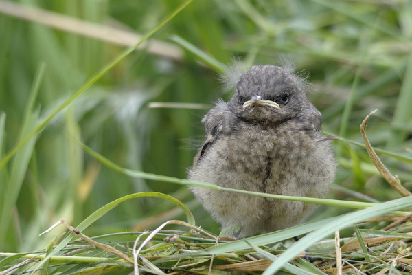 Rather crabby looking baby bird sitting on a bed of trampled grass in an overgrown field