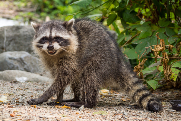 Angry-looking raccoon snarling while making its way across a rocky path near the overgrowth 