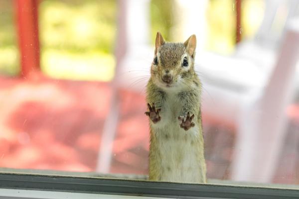 How can you keep chipmunks out of your downspouts?