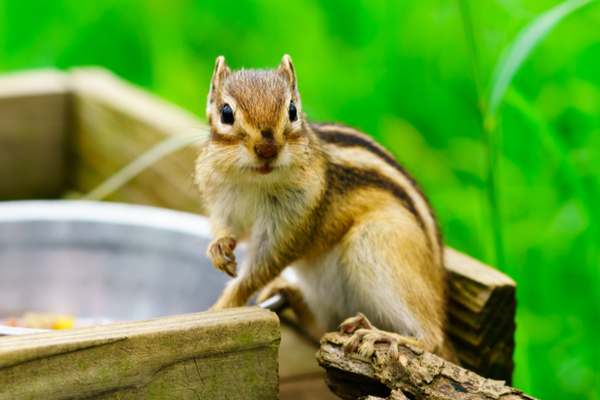 Why are chipmunks near your home?
