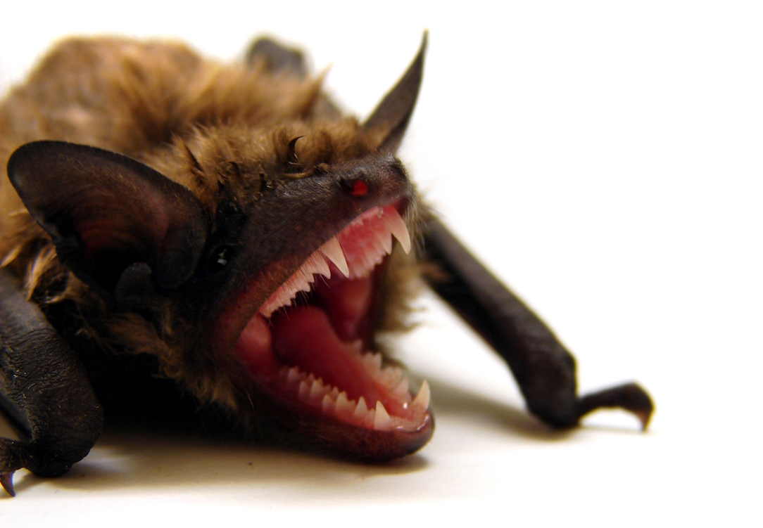 Big Brown Bat (Eptesicus Fuscus)