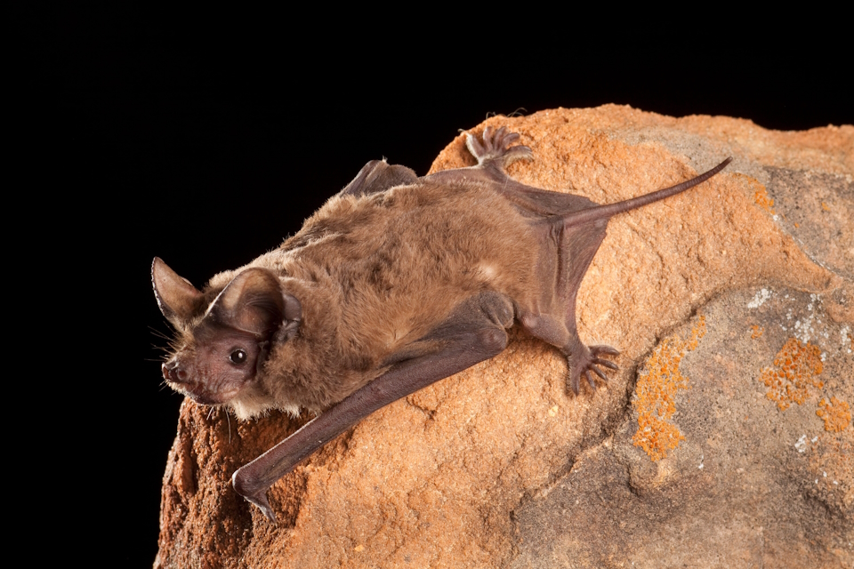 Brazilian Free Tailed Bat (Tadarida Brasiliensis)