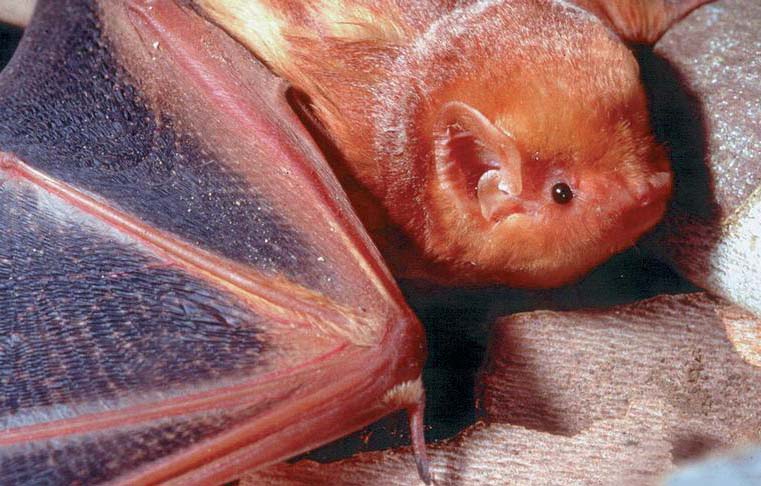 Eastern Red Bat (Lasiurus Borealis)