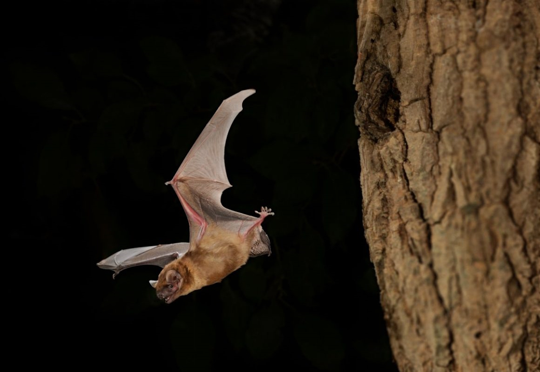 Evening Bat (Nyctalus Noctula)