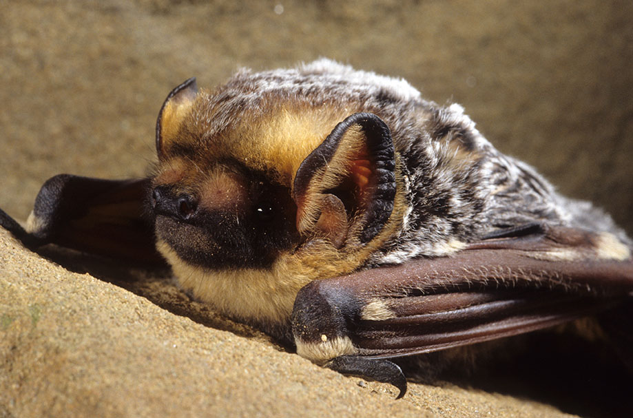 Hoary Bat (Lasiurus Cinereus)