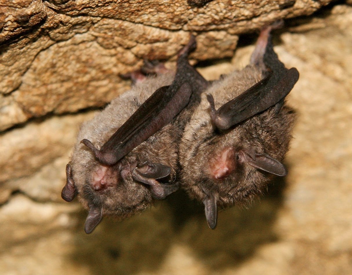 Indiana Bat (Myotis Sodalis)