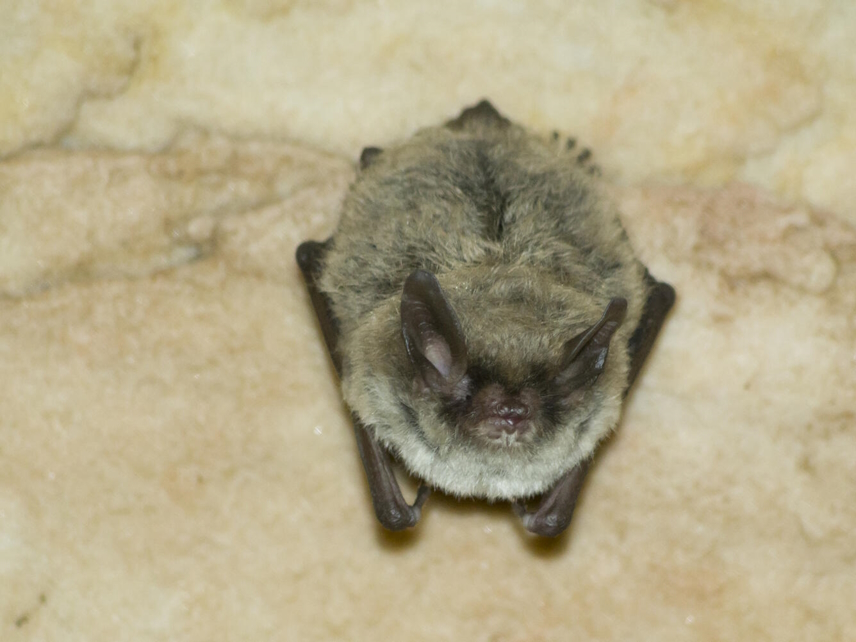 Northern Long Eared Bat (Myotis Septentrionalis)