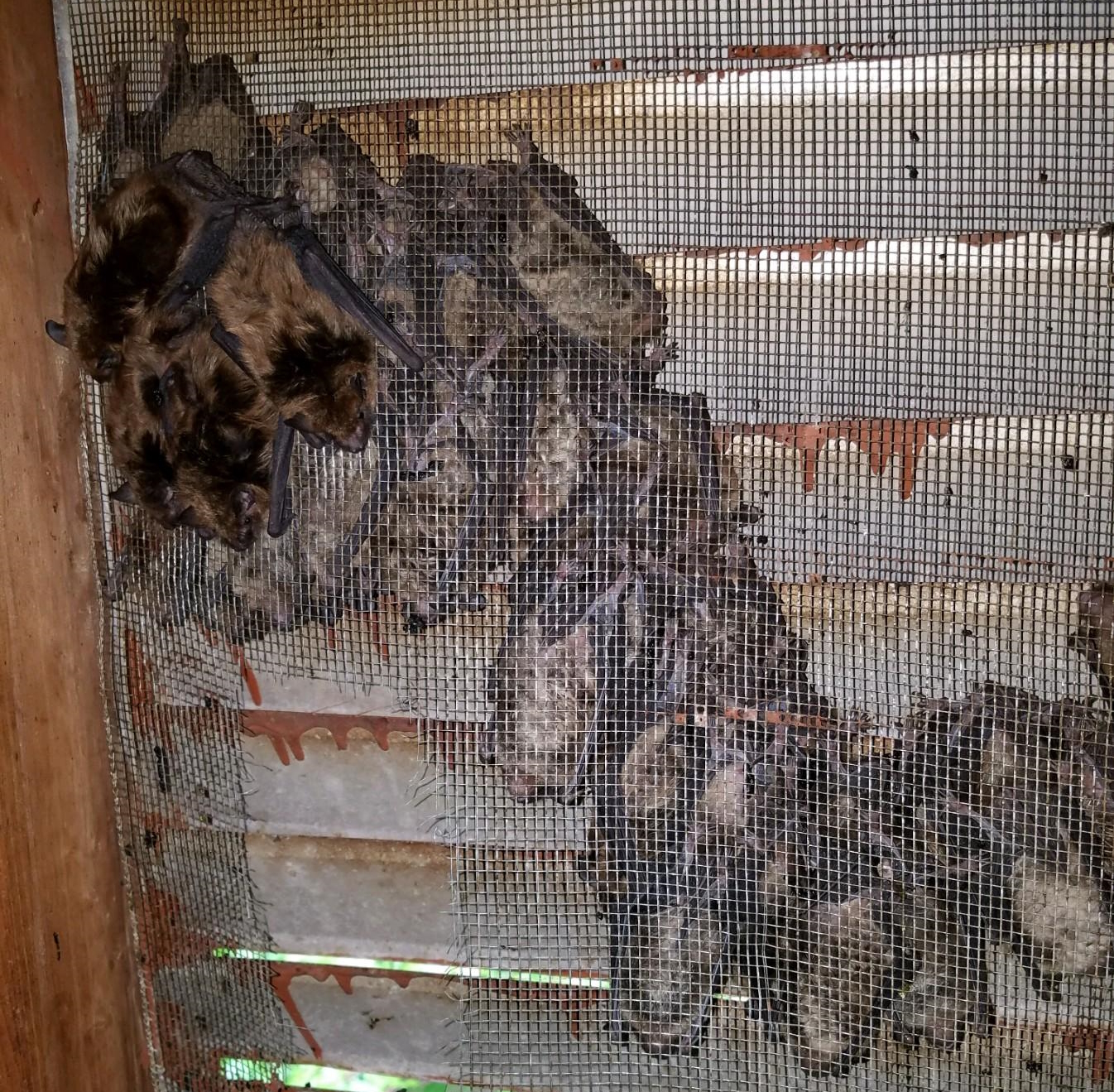 Indiana Bats In The Attic