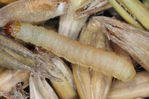 Indianmeal moth larvae