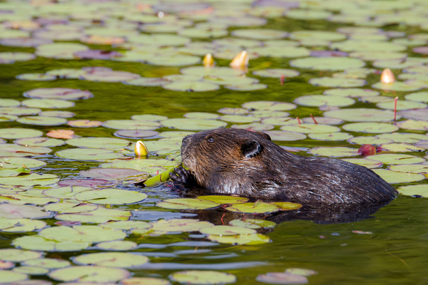 Muskrats live near any body of water