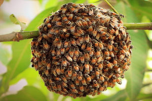 Africanized honey bees