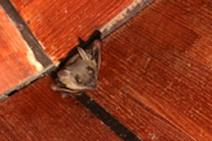 bats in the house