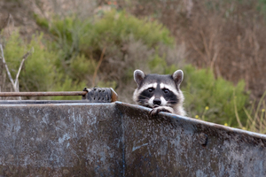 animals getting into garbage