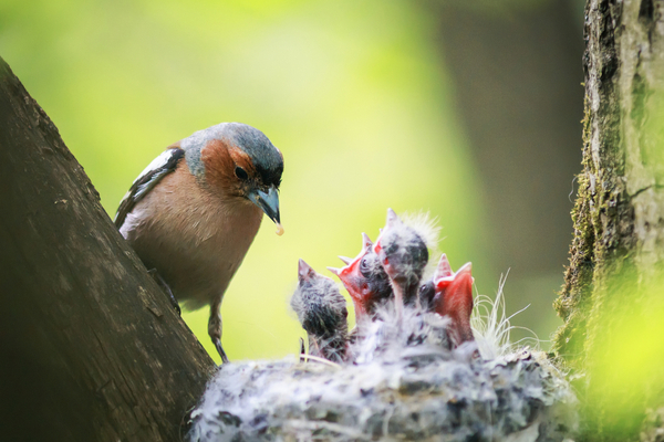 How could birds affect me this spring?