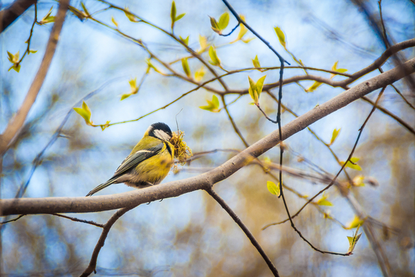 How do birds choose when to come back in spring?