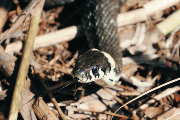 Snake slithering across the floor of a forest in late autumn