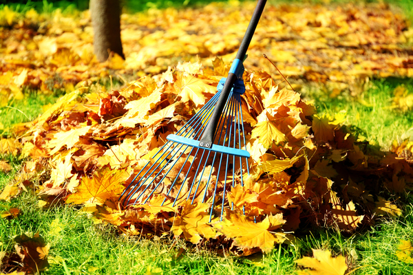 Rake sticking into a pile of bright orange leaves in autumn
