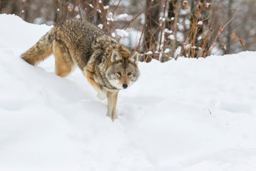 Coyote In Winter Snow