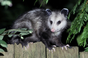what do opossums want?