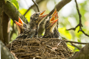 how can I avoid hurting the nest of its occupants?