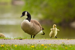 Most animal species will defend their young aggressively